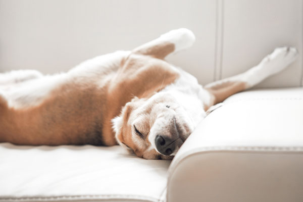 Für Hunde jeden Alters Für Hunde jeden Alters