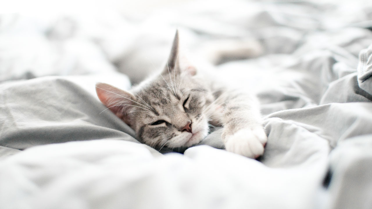 Einzigartiges Probiotikum für Fellnasen Einzigartiges Probiotikum für Fellnasen