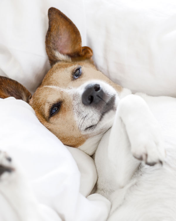 Natürlicher Kräuterbalsam für Hunde & Katzen Natürlicher Kräuterbalsam für Hunde & Katzen