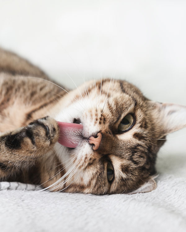 Natürliche Heilkraft bei Hauterkrankungen Natürliche Heilkraft bei Hauterkrankungen