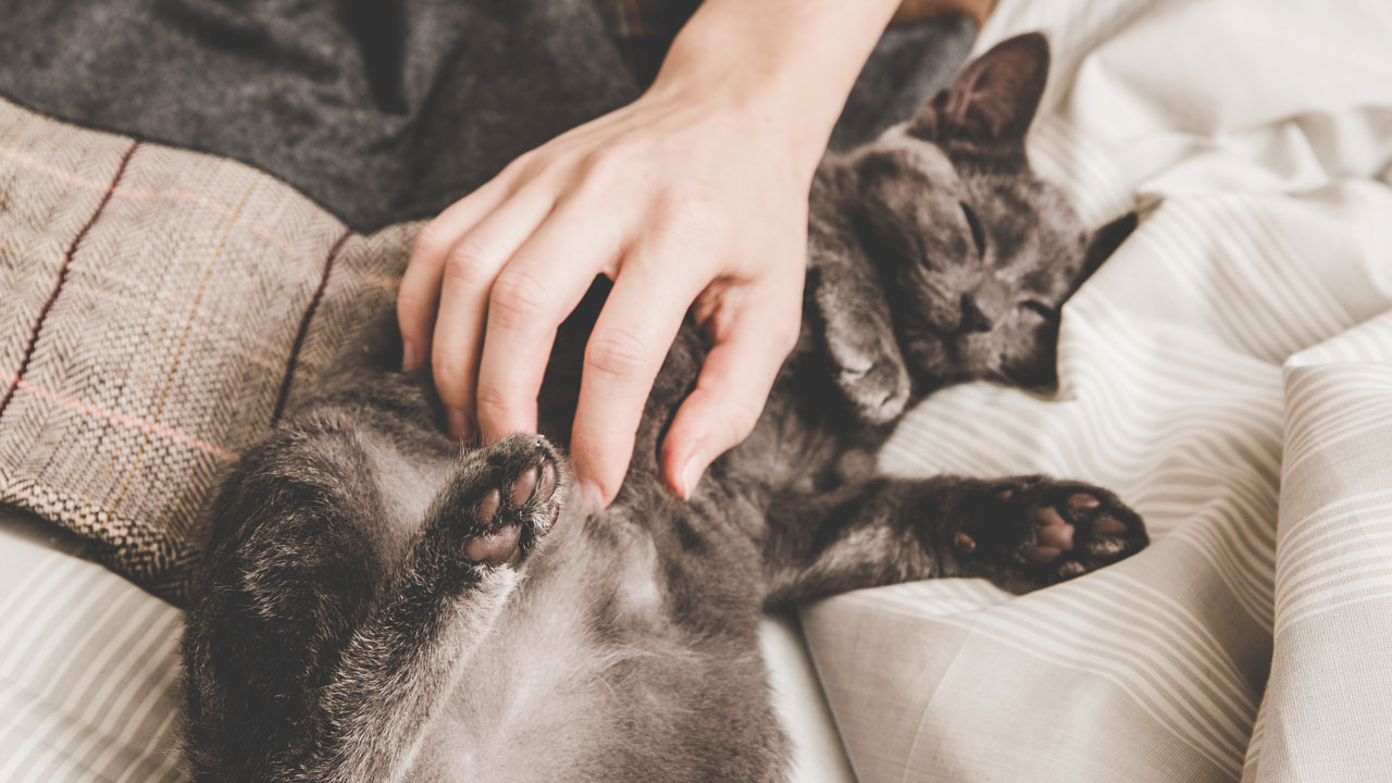 Für ein glänzendes Fell Für ein glänzendes Fell